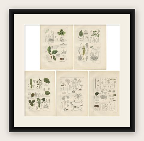 Set of 5 Antique Mycology Prints of Various Fungi, 1875, shown framed