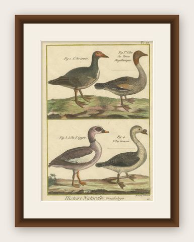Hand-Colored Engraving of Goose Species from Histoire Naturelle, 1790, shown framed