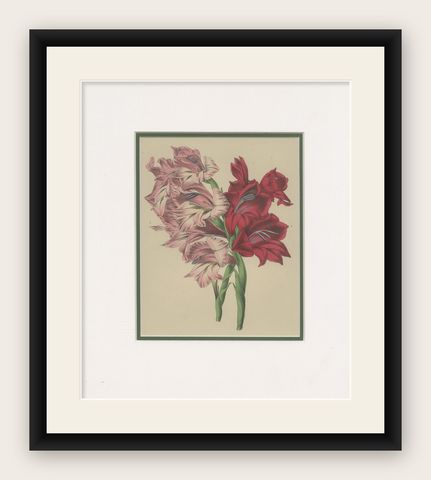 Antique Botany Print of Gladiolus Varieties 'c.1850', shown framed