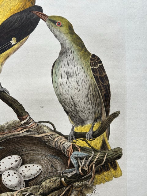 Eurasian Golden Oriole with Nest, Antique Bird Engraving, Nozeman & Sepp 1770, view 6
