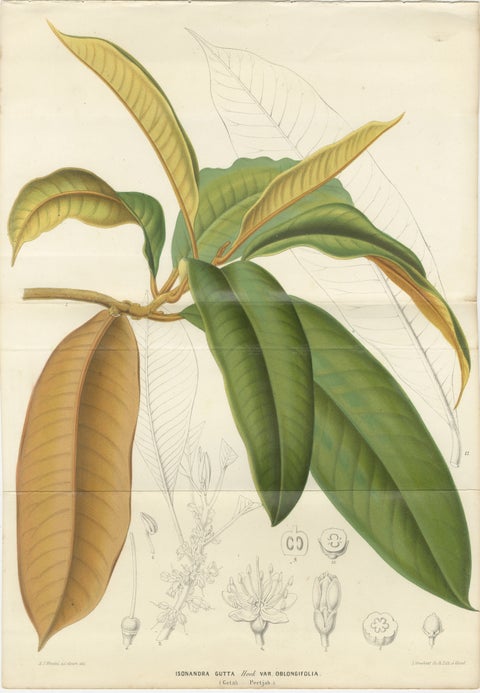 Antique Botanical Lithograph, Isonandra Gutta Percha Plant, de Vriese, 1856, view 2
