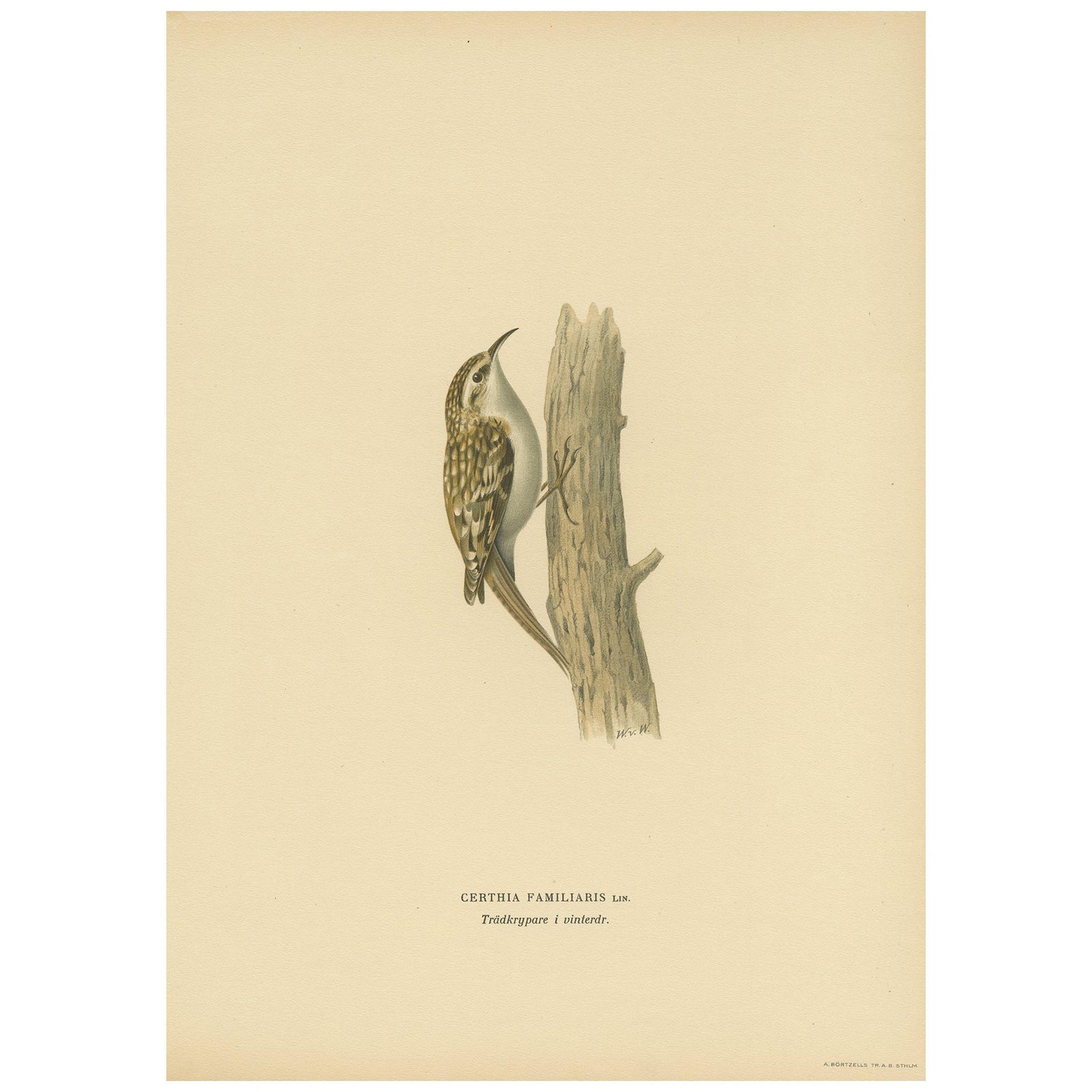 Antique Bird Print of the Eurasian Treecreeper by Von Wright, 1927