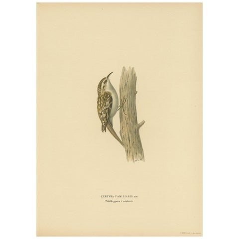 Antique Bird Print of the Eurasian Treecreeper by Von Wright, 1927