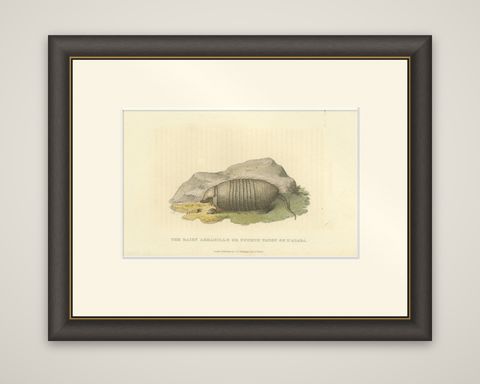An Original 1825 Illustration of the Large Hairy Armadillo by G.B. Whittaker, shown framed