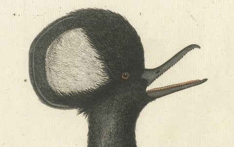 Hand-Colored Engraving of the Hooded Merganser by Johann Michael Seligmann, 1770, close-up 3