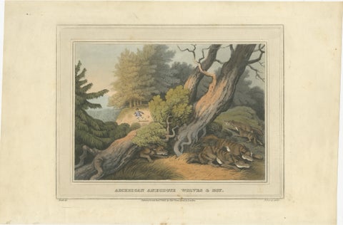 Hand-Coloured Aquatint 'American Anecdote Wolves & Boy', 1813, view 2