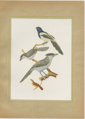 Cuckoos and Anis, Brazilian Bird Print, Descourtilz, 1944, view 2