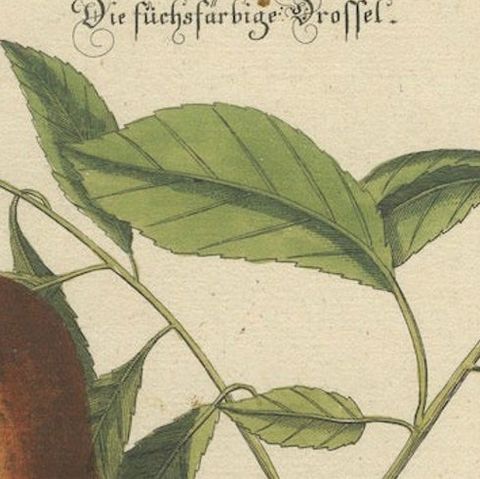 Original Antique Hand-Colored Engraving of The Fox-Colored Thrush, 1749, close-up 5
