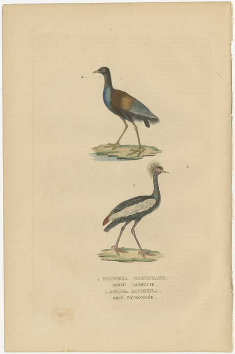 Old Bird Print of The Grey-winged Trumpeter and Black Crowned of Kaffir Crane, view 2