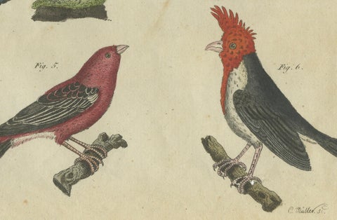 Vibrant 1805 Handcolored Engraving of Tropical Birds from Bertuch's Bilderbuch, close-up 1