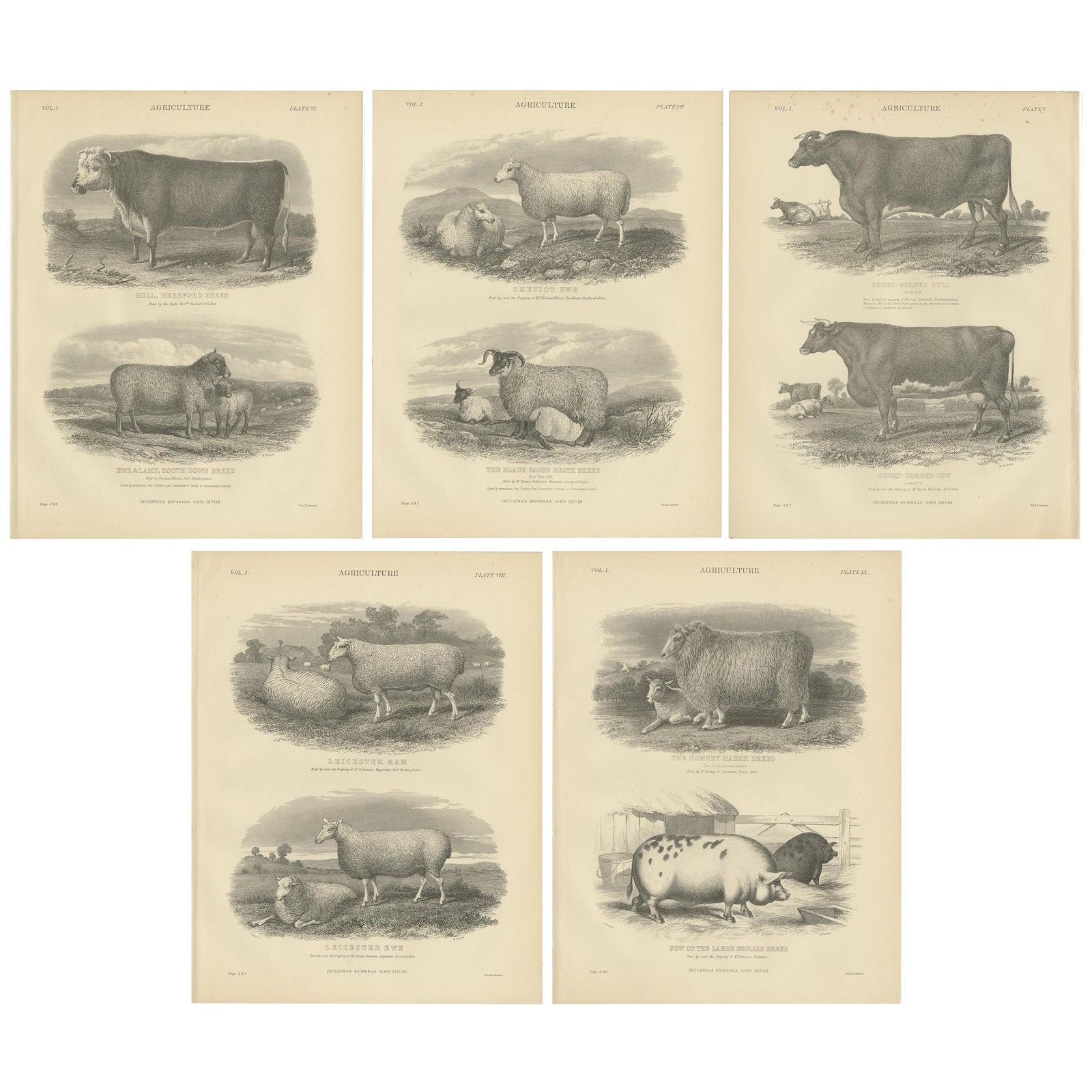 Set of 5 Antique Prints of Farm Animals Cow, Bull, Sheep, Pig, circa 1879