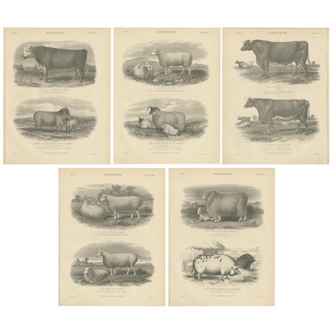 Set of 5 Antique Prints of Farm Animals Cow, Bull, Sheep, Pig, circa 1879