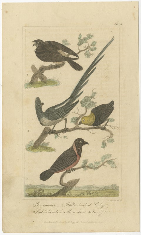 Original Antique Print of a Goatsucker, a Nightjar and Other Birds, 1821, view 2