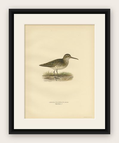 Antique Bird Print of the Broad-Billed Sandpiper, 'Male' by Von Wright '1929', shown framed