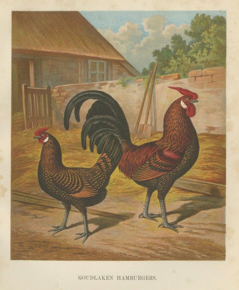 The Elegant Golden Spangled Hamburg Chicken - A 19th Century Poultry Lithograph, close-up 5