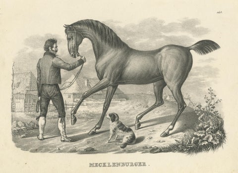 Antique Print of a Mecklenburger Horse, view 3