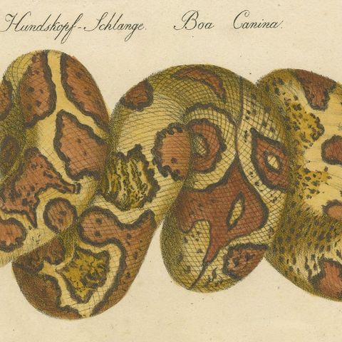Antique Hand-Colored Boa Constrictor Snake Lithograph by Brodtmann, 1816, close-up 6