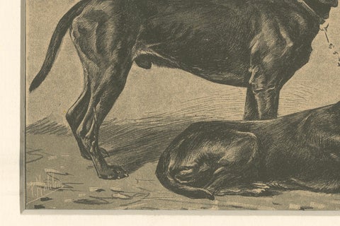 Swiss Hound Briquets, Antique Dog Print, circa 1880, French Publication, close-up 1