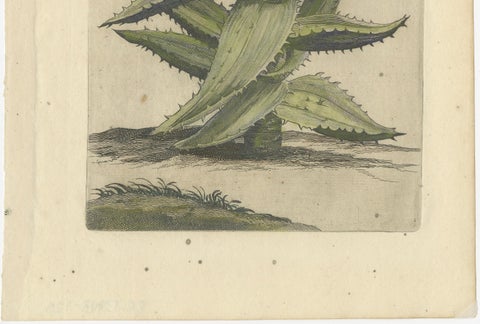 Caulescent African Aloe from Caspar Commelin’s "Praeludia Botanica" - 1703, close-up 3