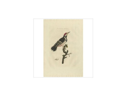 Antique Bird Print of the Lesser Spotted Woodpecker by Sepp & Nozeman, 1809, view 4