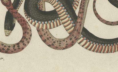 Four Intertwined Snakes, Antique Bertuch Print, Vienna, circa 1805, close-up 2