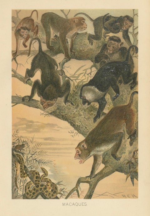 Macaques, Antique Monkey Print, Victorian Zoological Illustration, 1894, close-up 5