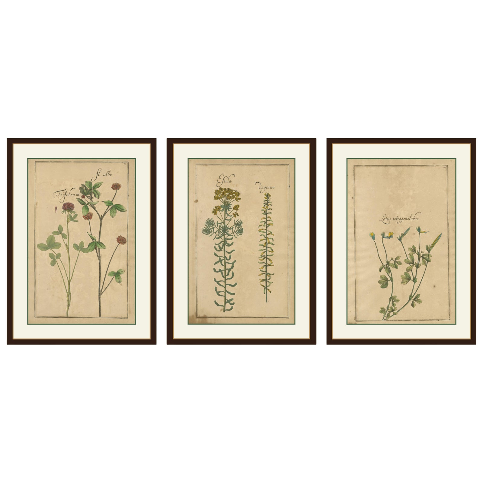 Rare 17th Century Botanicals, Trifolium, Gula Degener & Lotus, Leipzig, c.1690