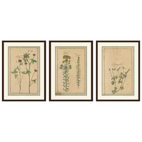 Rare 17th Century Botanicals, Trifolium, Gula Degener & Lotus, Leipzig, c.1690