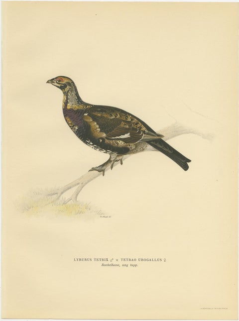 Antique Bird Print of the Black Grouse 'Female' by Von Wright, 1929, view 2