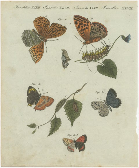 Hawk-Moths and Butterflies: Hand-Colored Engravings, Published in 1805, view 4
