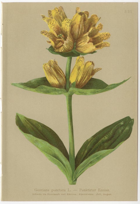 Alpine Gentiana Botanical Wall Collection, Set of 10, Antique Chromolithos, 1897, view 5