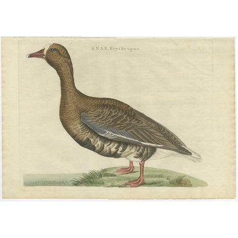 Antique Bird Print of the Greater White-Fronted Goose by Sepp & Nozeman, 1797