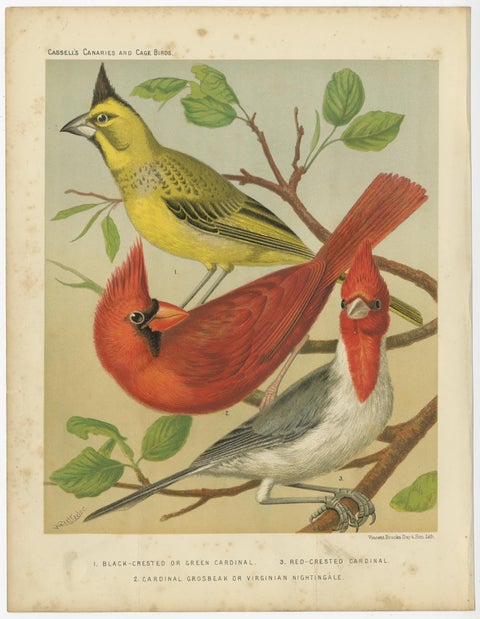 Antique Bird Print of Black-Crested, Red-Crested Cardinal, Cardinal Grosbeak, view 3