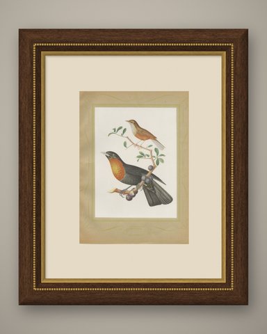 Thrushes, Brazilian Bird Print, Descourtilz, 1944, shown framed