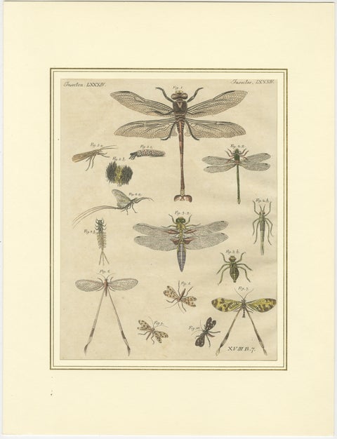 Pair of Antique Dragonfly, Cicada & Exotic Insect Engravings, Bertuch, c.1815, view 3