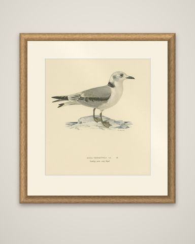 Old Bird Print of Gull Named the Black-Legged Kittiwake, 1929, shown framed