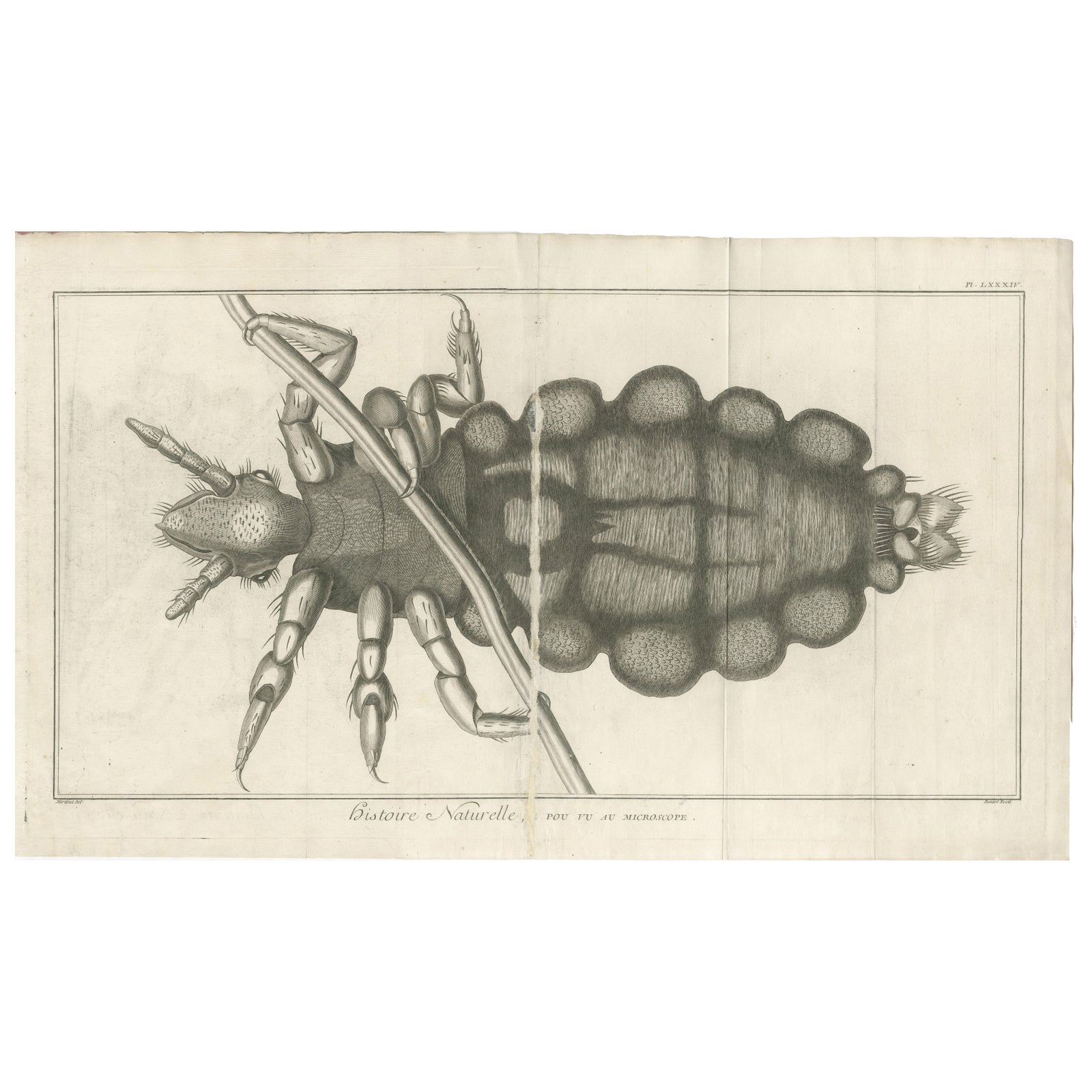 Decorative Scientific Print, Large Folding Engraving of Louse, c.1770