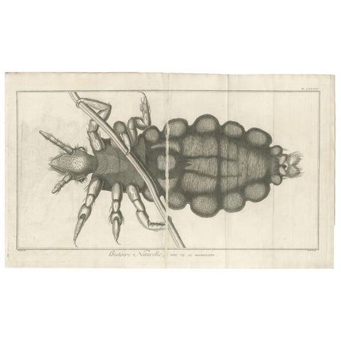 Decorative Scientific Print, Large Folding Engraving of Louse, c.1770