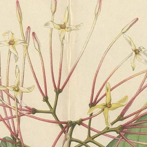 Antique Botany Print of the Ixora Hookeri Plant by Oudemans, circa 1865, close-up 1