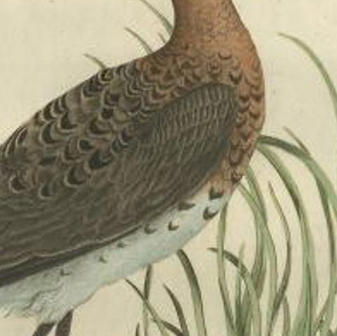 Antique Bird Print of the Black-Tailed Godwit by Sepp & Nozeman, 1770, close-up 1