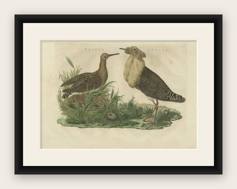 Ruff Bird Print with Nest, Tringa Pugnax by Nozeman and Sepp, 1770, shown framed