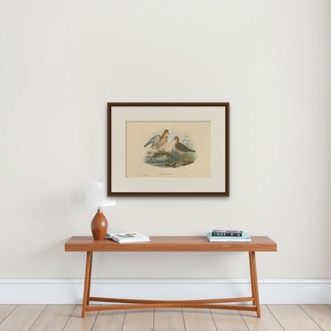 Antique Bird Print of the Buff-Breasted Sandpipe by J. Gould, circa 1870, shown framed on a wall