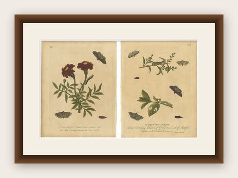 Antique Entomology Prints, English Insects on Marigold & Willow, Albin 1720, shown framed