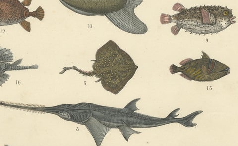 Fishes & Sea Life Print: Shark, Seahorse, Sunfish, Stingray, Antique 1867, close-up 2