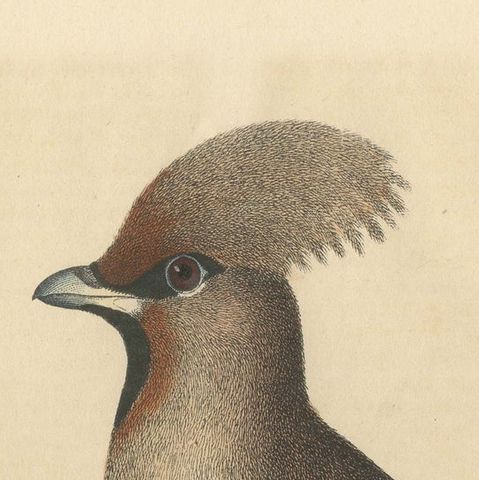 1846 Waxwing - Rare Hand-Colored Lithograph from Hoffmann's Book of the World, close-up 5