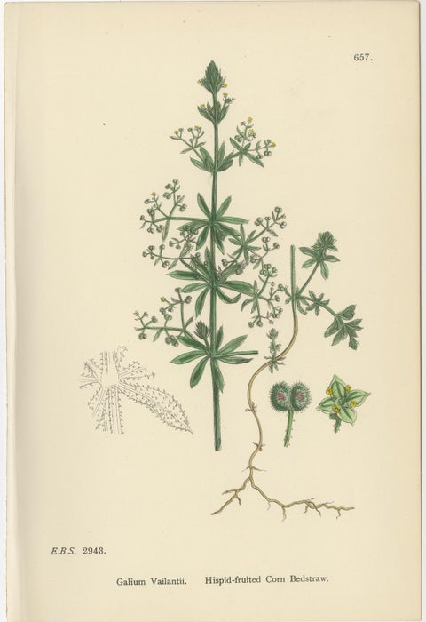 Set of 10 English Botanical Prints 1902, Galium & Asperula, Sowerby, view 6