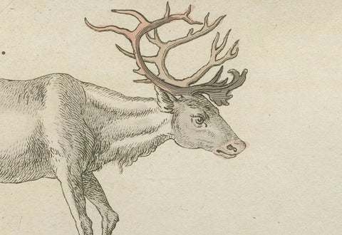 Antique Reindeer & Northern Deer Engraving, Bertuch, c. 1792, close-up 1