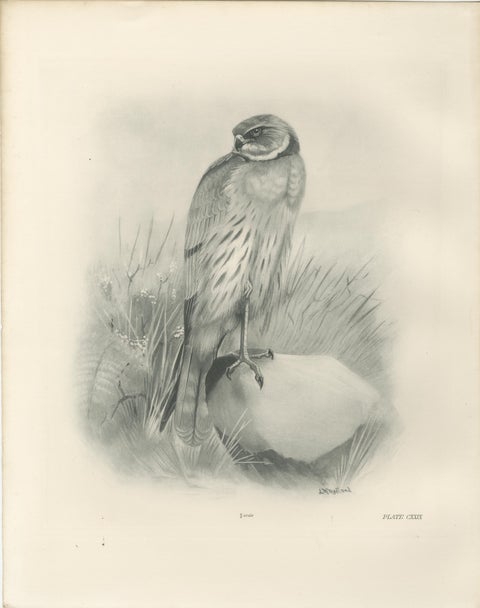 Set of Three British Harrier Bird Lithographs by Stonham, 1908, view 4