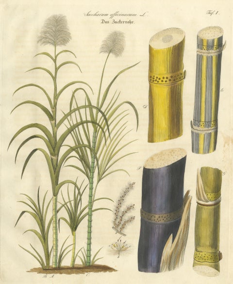 Antique Sugarcane Botanical Print, Saccharum officinarum, Hand Colored, c.1831, close-up 1