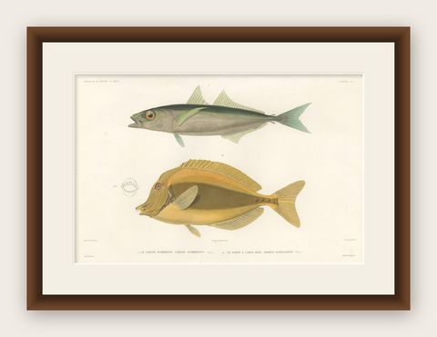 Mackerel Jack and Surgeonfish, Decorative Antique Sea Life Lithograph, 1846, shown framed